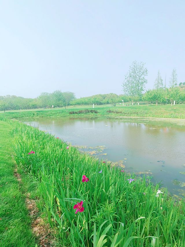 義烏植物園，草木欣然，鳶尾盛開