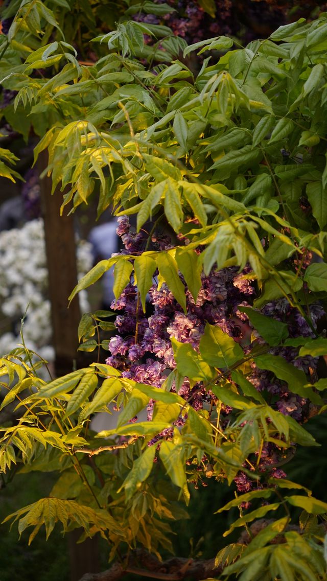 【春日尋芳】足利花卉公園：醬紫稀缺的八重藤你見過嗎？