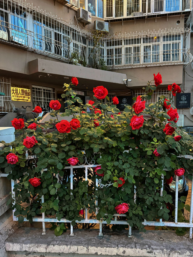 天啊，天津的蔷薇都開好了，太美了！