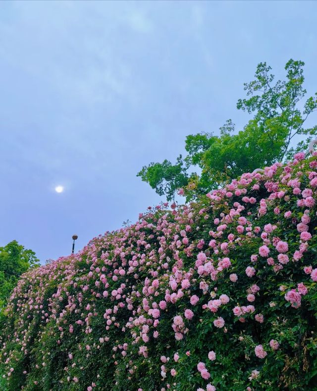 南京周，滁州明湖公園，薔薇花盛宴等你來！