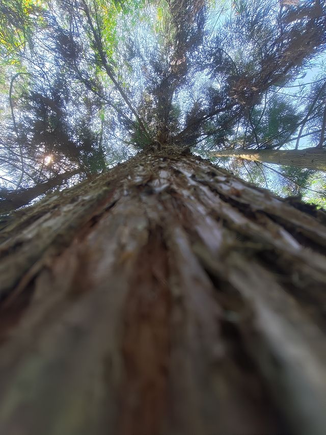 迷霧傳說，自然世界｜龍神谷
