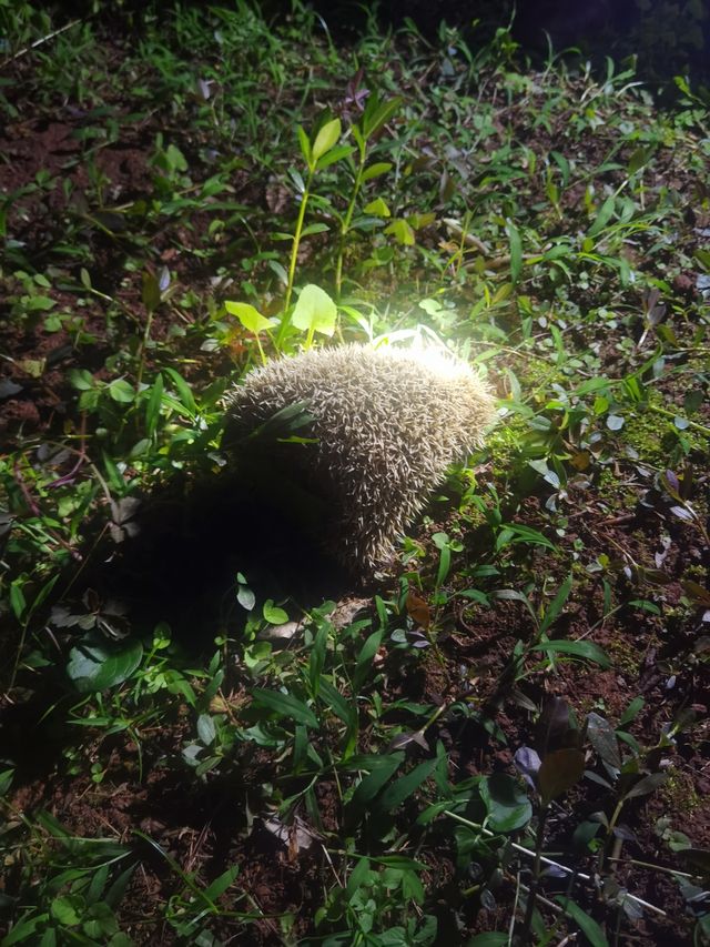 夜遊昆明世博園，探尋夜間動物的神秘世界｜和念半山森景酒店