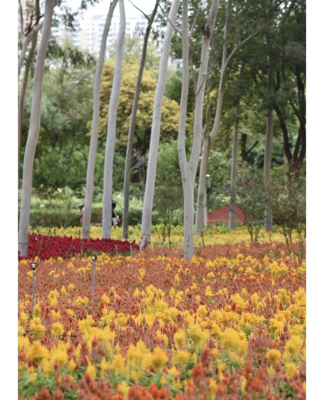 這篇廈門公園Parkwalk攻略快藏好。