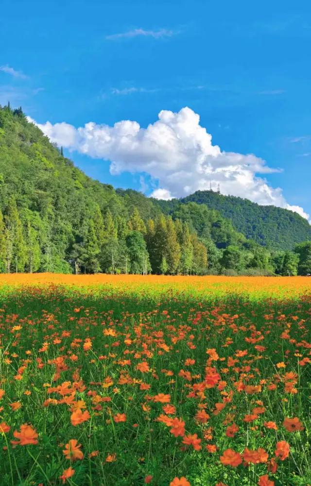 同事都以為我去了川西！實際就在貴陽！