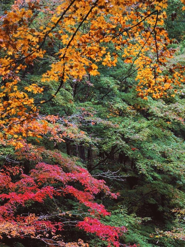 蛟河紅葉谷｜吉林唯一一片紅色的楓葉林！