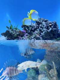 波士頓景點 | 新英格蘭水族館。