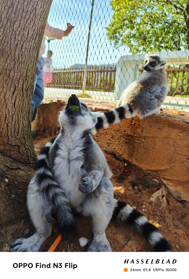 長隆分隆江西 | 唯美動物世界親子遊樂聖地。