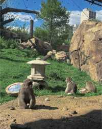 美國芝加哥｜林肯動物園。