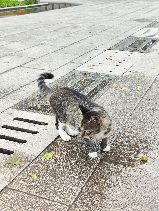 今日，我踏入了重元寺，開啟了一場心靈之旅。