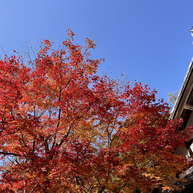 京都紅葉季觀光這樣抄作業❗️