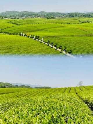 Welcome to my hometown, Guizhou Tea Sea.