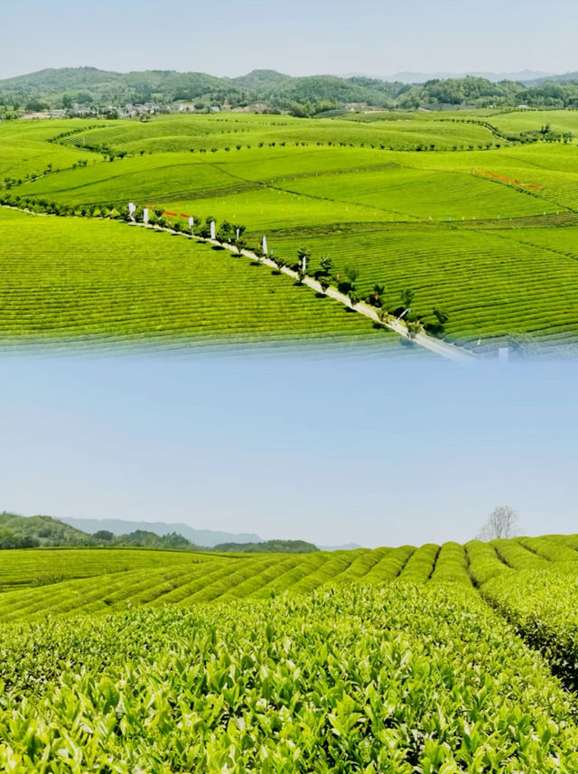 歡迎大家到我的家鄉貴州茶海。 歡迎大家到我的家鄉貴州茶海。