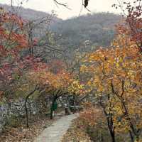 坡峰嶺紅葉盛景：秋色中的一抹絢麗