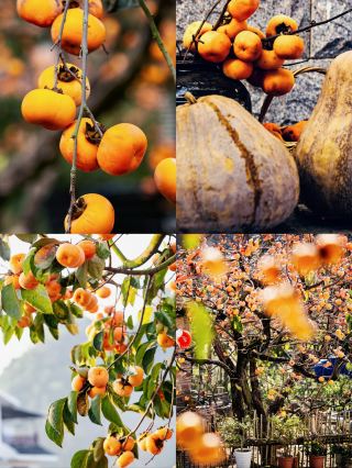 In addition to its world-famous scenery, Guilin is also known for its sweet persimmons. 