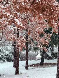 大連初雪絕美 勞動公園張張封神！