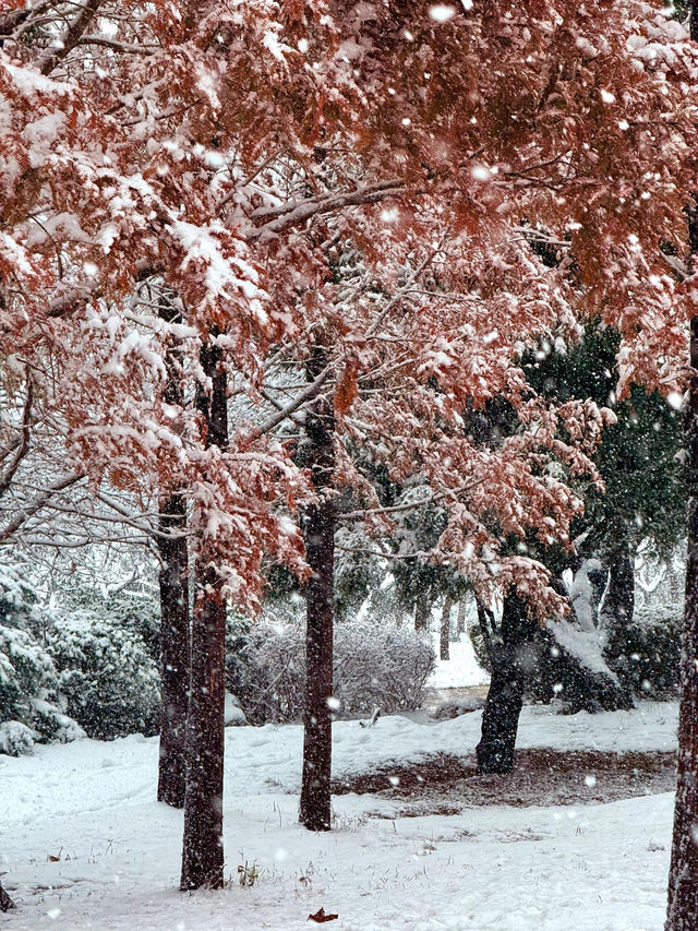 大連初雪絕美 勞動公園張張封神！