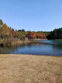 虎丘濕地公園探秘 | 水杉仙境究竟藏在哪？。