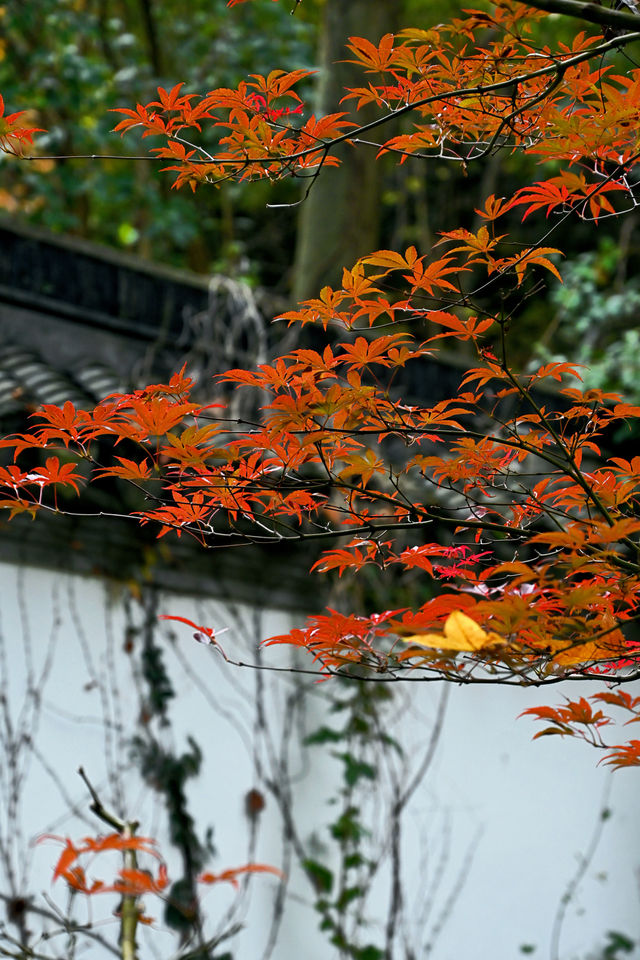 南京棲霞山紅楓觀賞攻略。