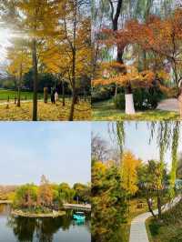 青島植物園！秋日限定美景~趕緊來撿秋啦！