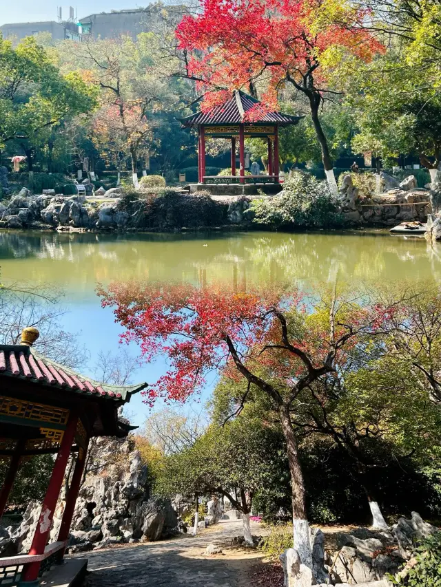Chrysanthemums are in full bloom at Chengdu People's Park this autumn! 