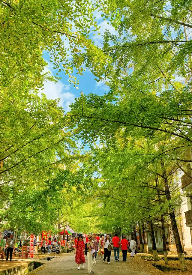 Explore Shaoguan Maozi Peak | Experience the Golden Ginkgo Trees in Autumn