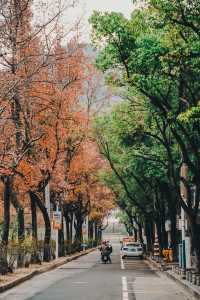 桂林超浪漫的紅楓大道，300棵楓葉樹全紅了！！
