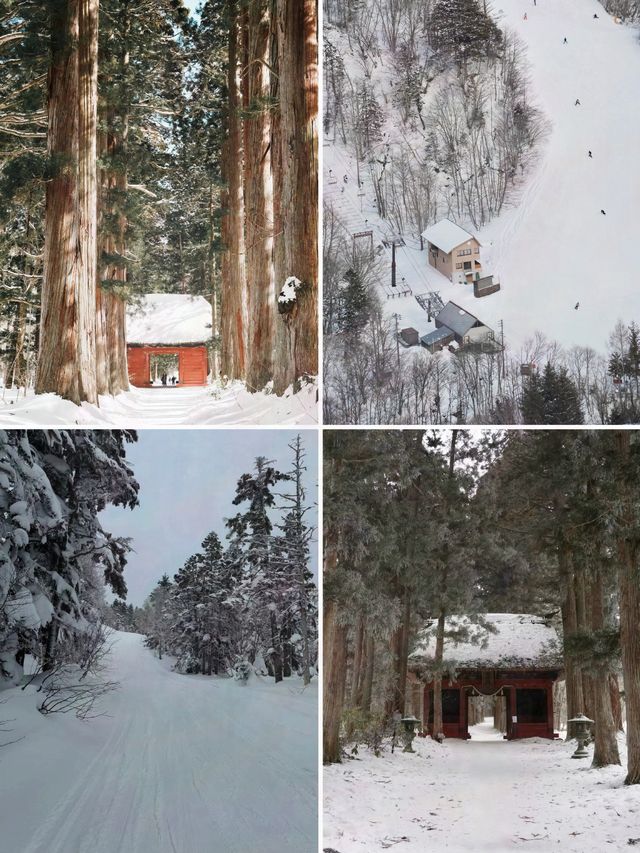 北海道太擠？長野的雪景美哭你！