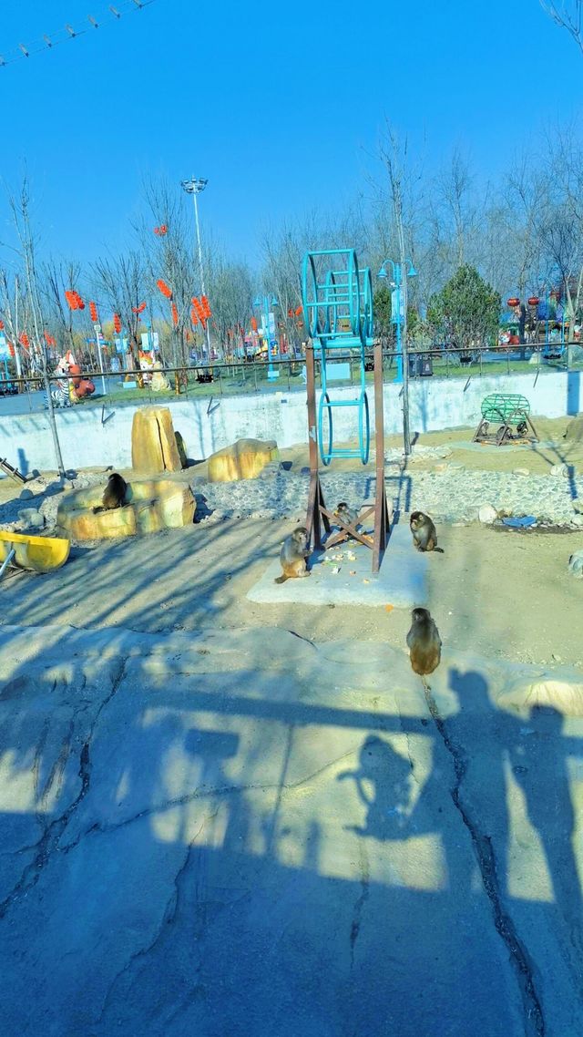 雄安辛瑪森林動物樂園的遊樂設施都有哪些特色呢？