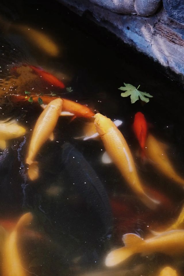 鄭州市中心，藏了一處寶藏～錦鯉觀賞園