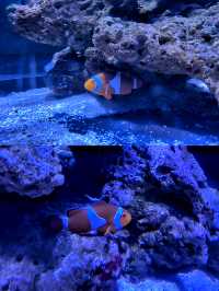 沉浸式體驗休斯頓DOWNTOWN水族館
