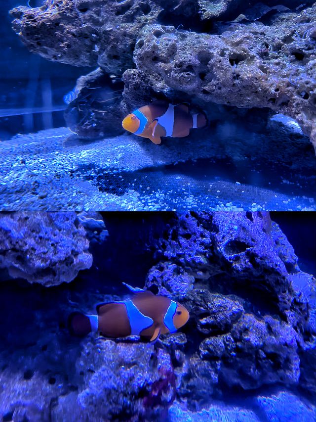 沉浸式體驗休斯頓DOWNTOWN水族館