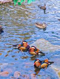 春節假期一定要來打卡的西霞口神雕山野生動物園