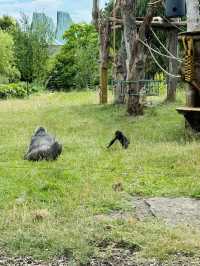 A Visit to London Zoo