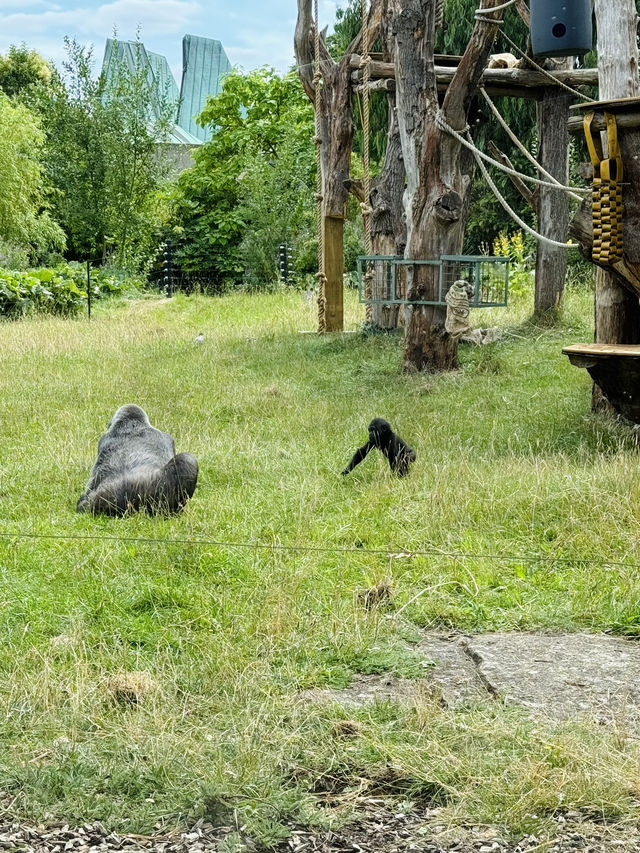 A Visit to London Zoo