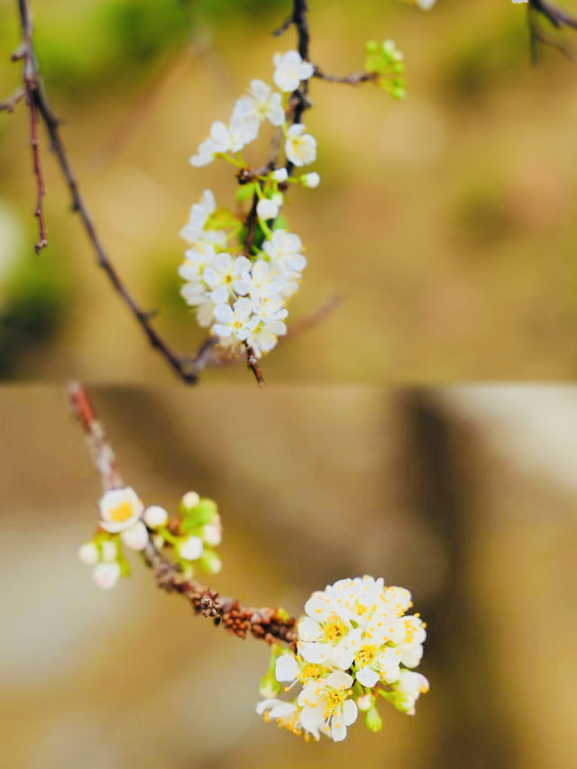 李花盛放--陽山水浪花谷