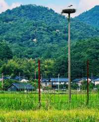 探秘日本的秘境之美：兵庫縣豐岡市旅行攻略