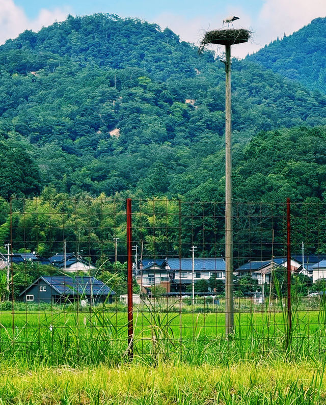 探秘日本的秘境之美：兵庫縣豐岡市旅行攻略