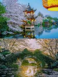 以為西湖的櫻花已經夠美了，直到我去了..