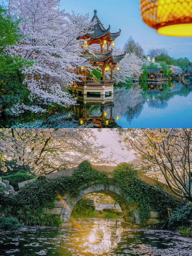 以為西湖的櫻花已經夠美了，直到我去了..