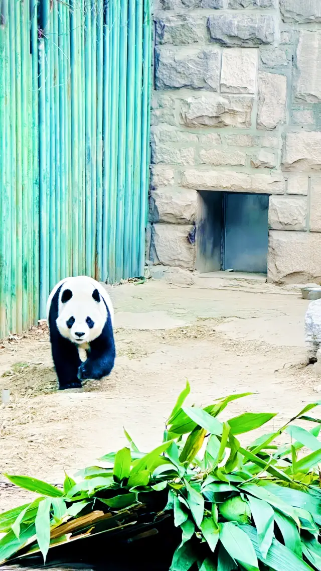 What are the must-see attractions at the Beijing Zoo?