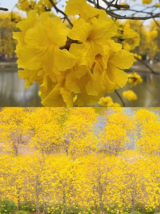 3.2 On-site photos: The yellow bell flowers are blooming in Foshan!