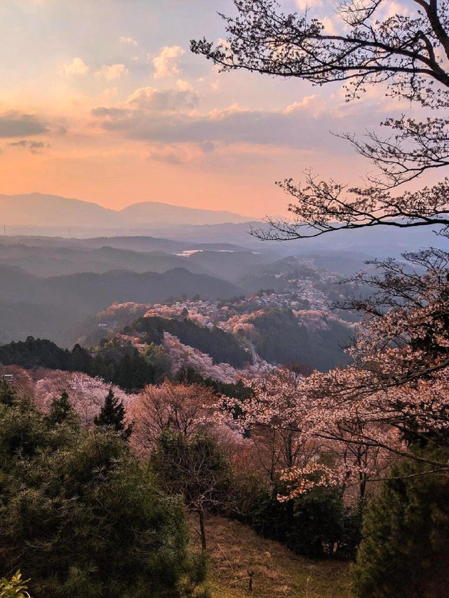 🌸邂逅吉野山，赴一場浪漫櫻花之約