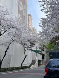 🌸邂逅首爾櫻花季，浪漫藏在每一幀live圖裡