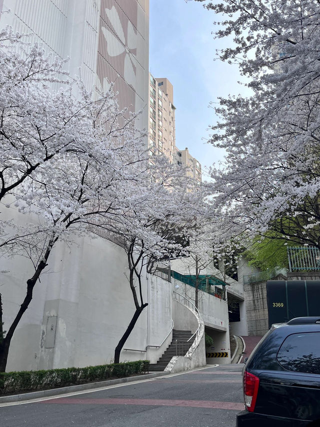 🌸邂逅首爾櫻花季，浪漫藏在每一幀live圖裡