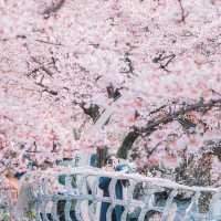 🌸熱海早櫻，春日夢幻出逃地🌸