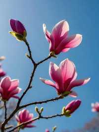玉蘭吐芳