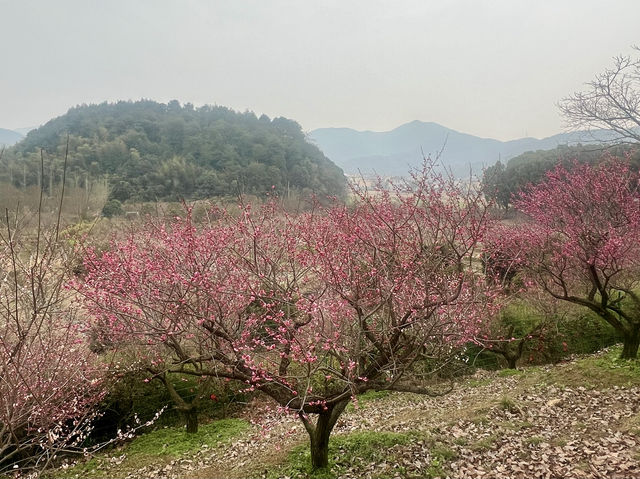 蕭山進化鎮吉山梅園·可以去！