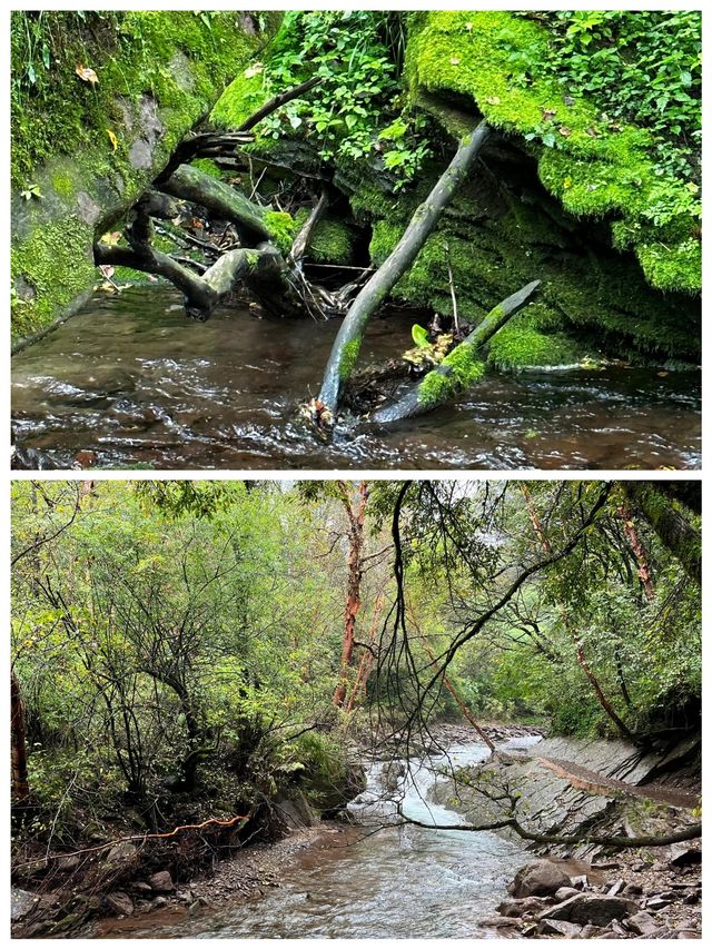 六盤山國家森林公園樹木茂盛天然氧吧呼吸清爽快來