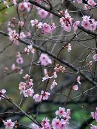 來杭州北山街賞桃花吧～