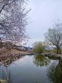 北京西山國家森林公園賞花超全攻略